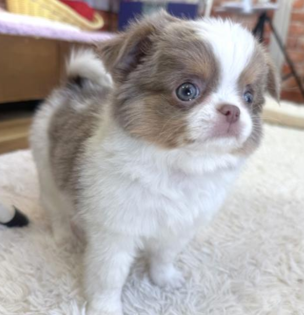 おちびなチワワの👧