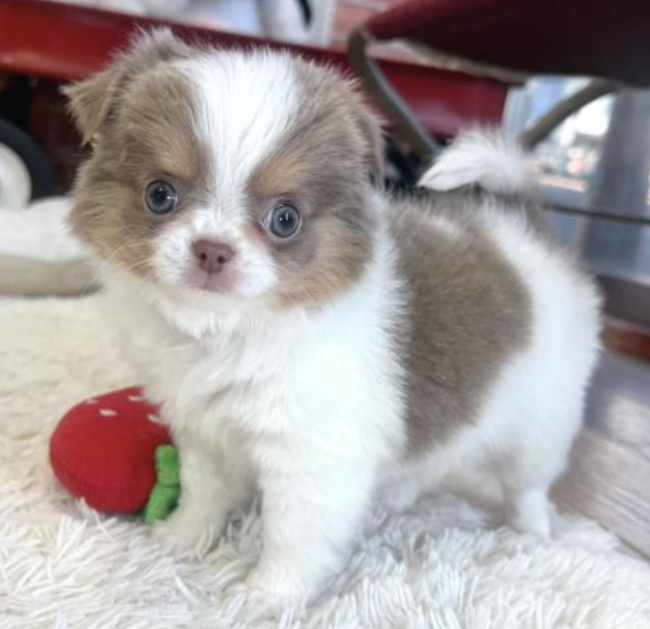 おちびなチワワの👧