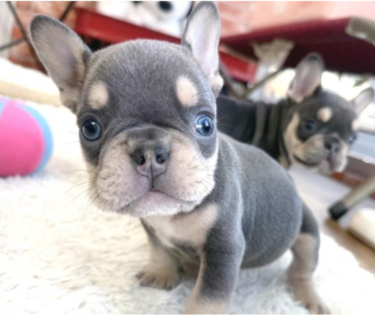 レアカラーのフレブル