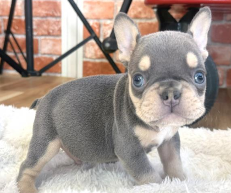 レアカラーのフレブル