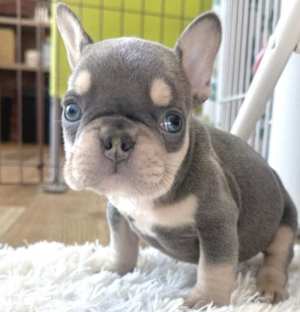 レアカラーのフレブル