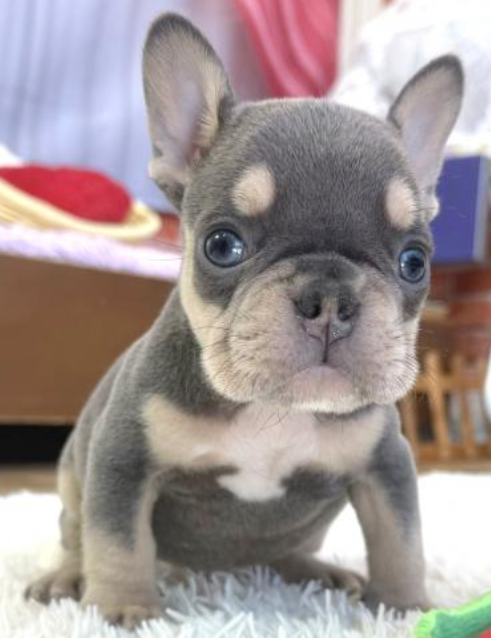 レアカラーのフレブル