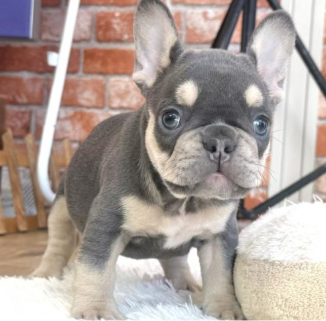 きれいなお色！女の子