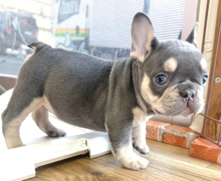 きれいなお色！女の子