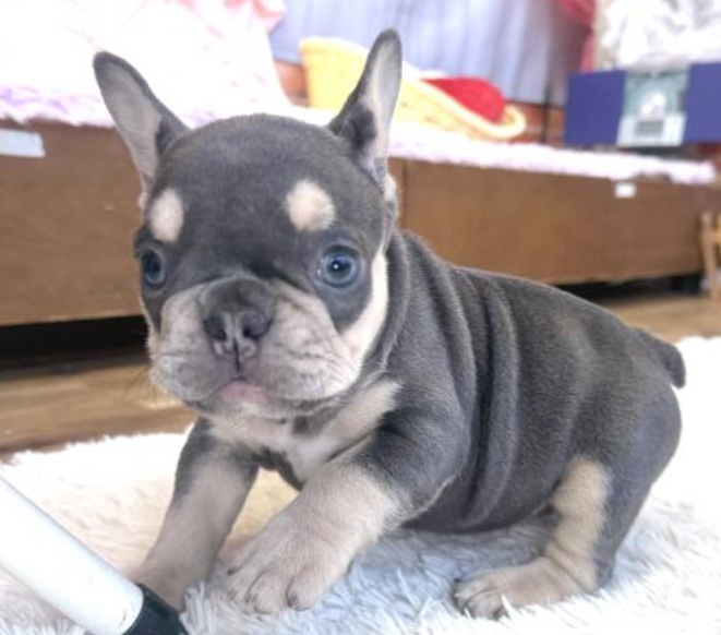 きれいなお色！女の子