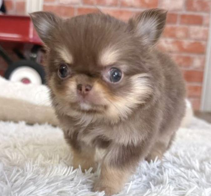 小さなチワワのこつぶちゃん