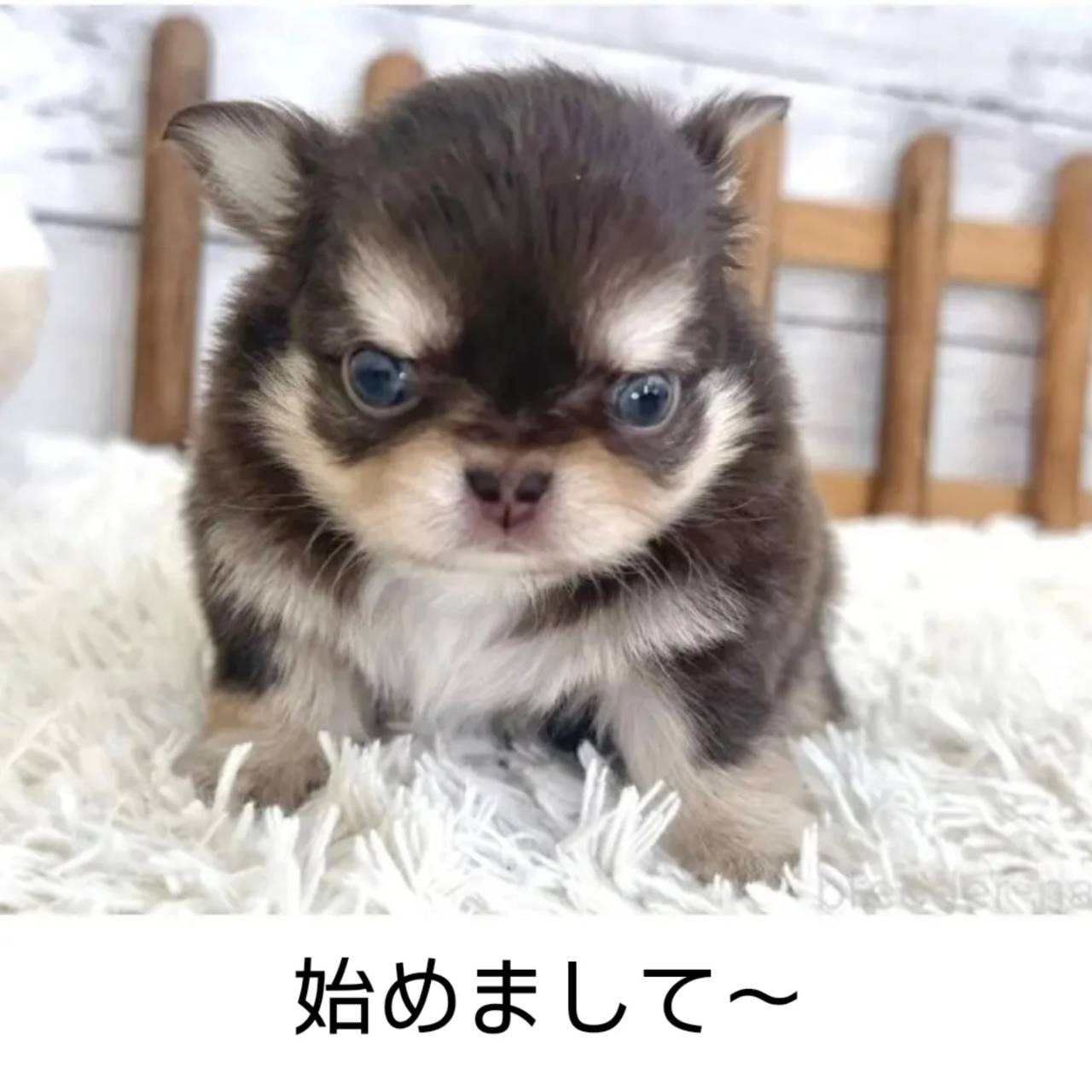 ちびたんチワワ