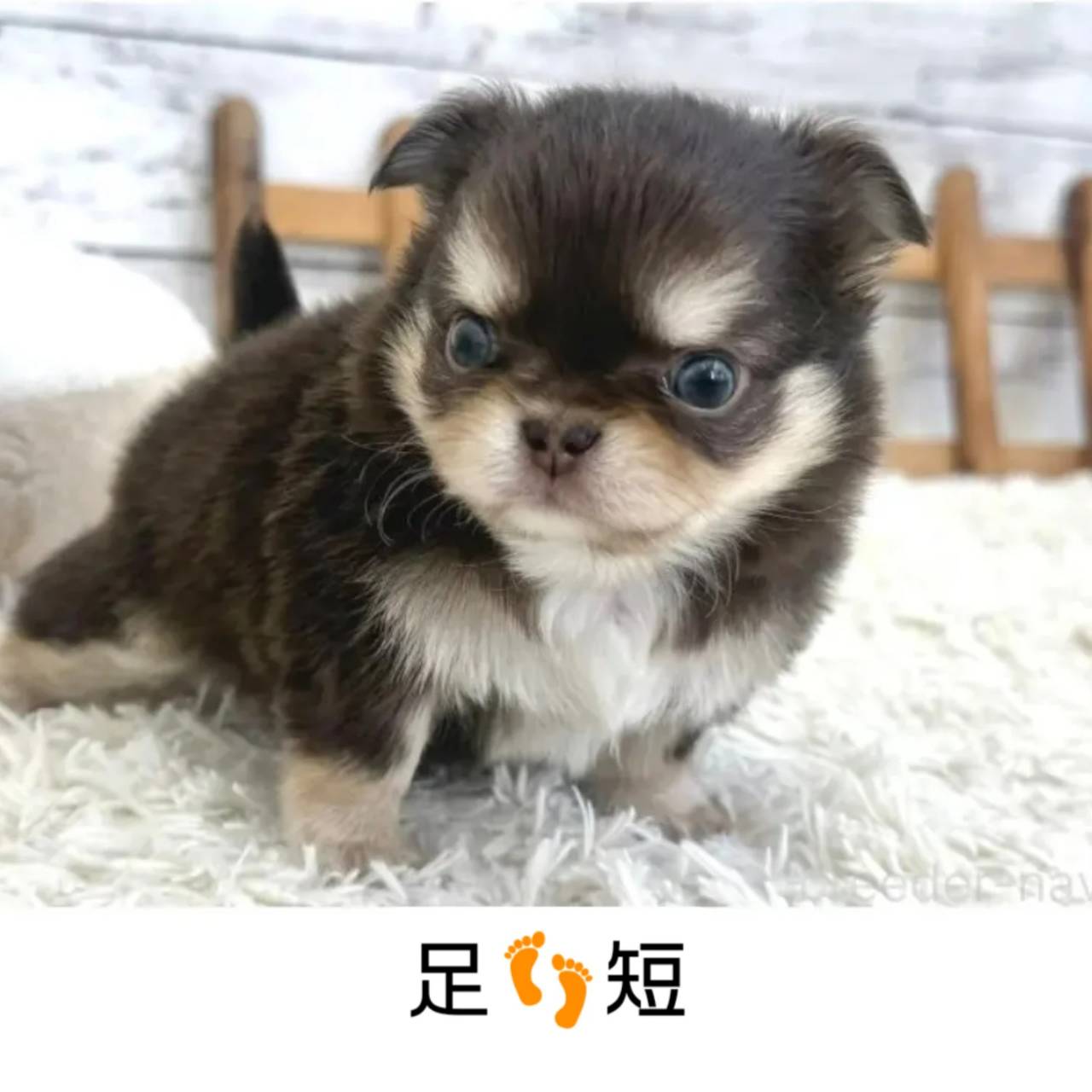 ちびたんチワワ