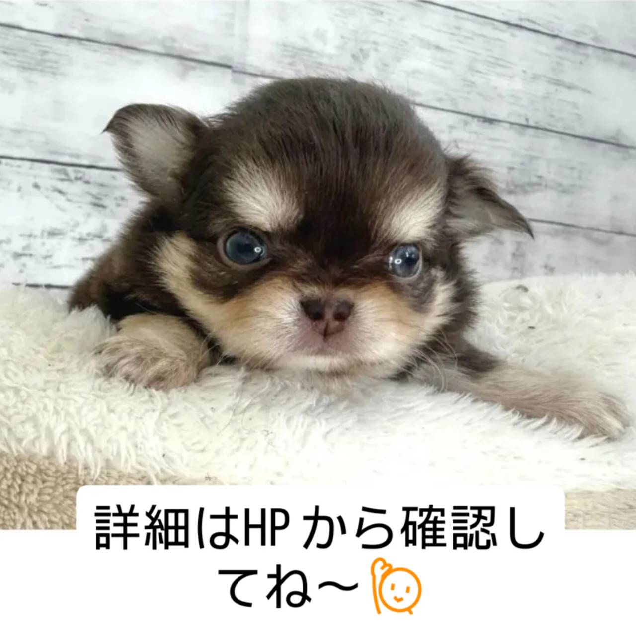 ちびたんチワワ