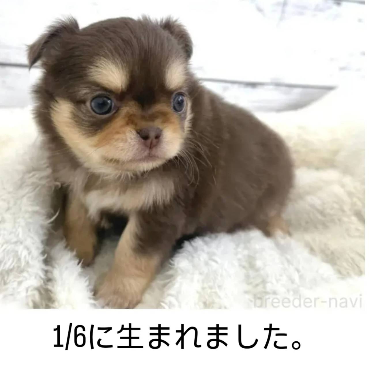 チワワ女子ご紹介中！