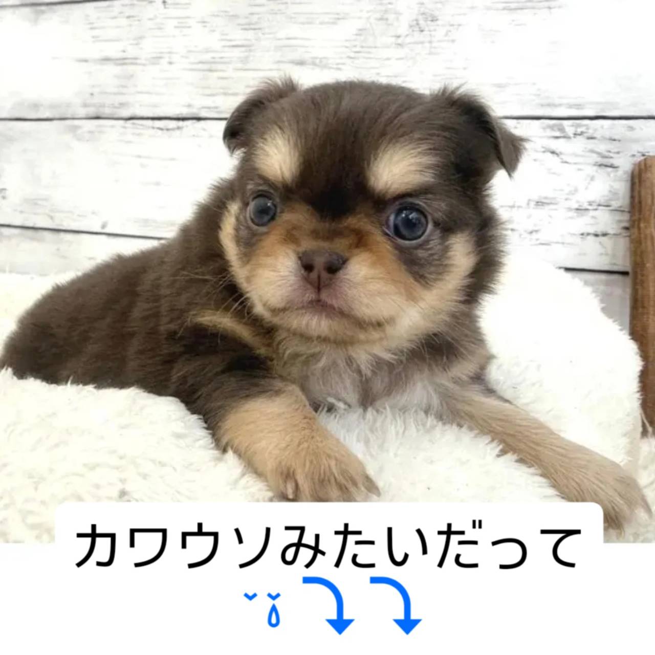 チワワ女子ご紹介中！