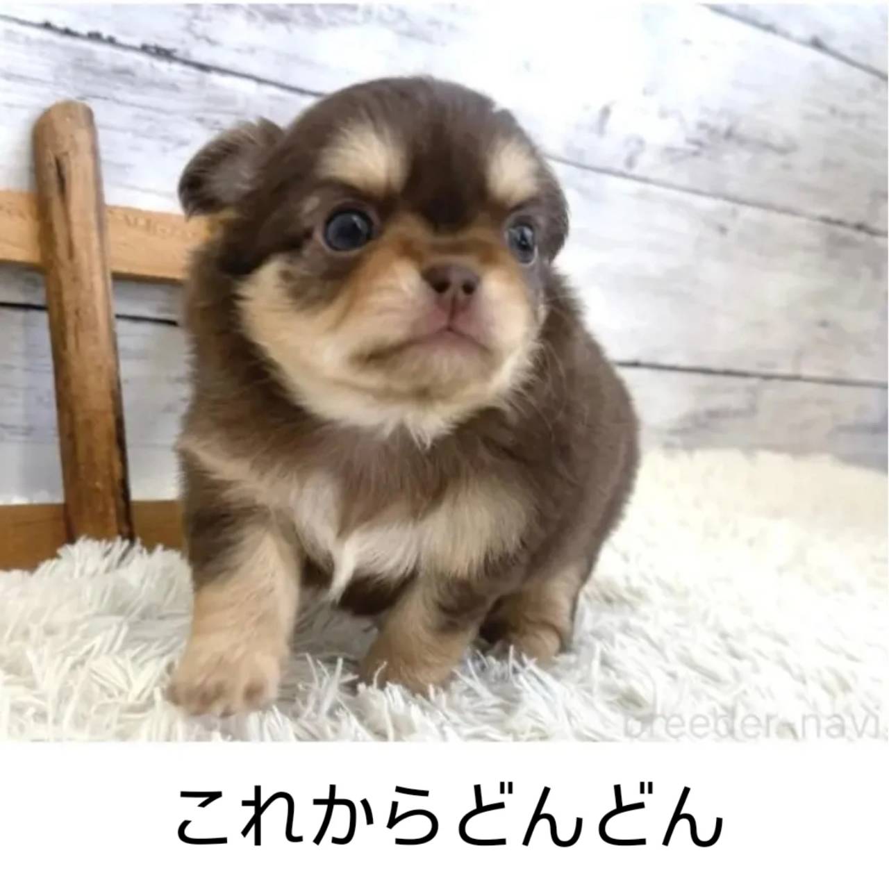 チワワ女子ご紹介中！