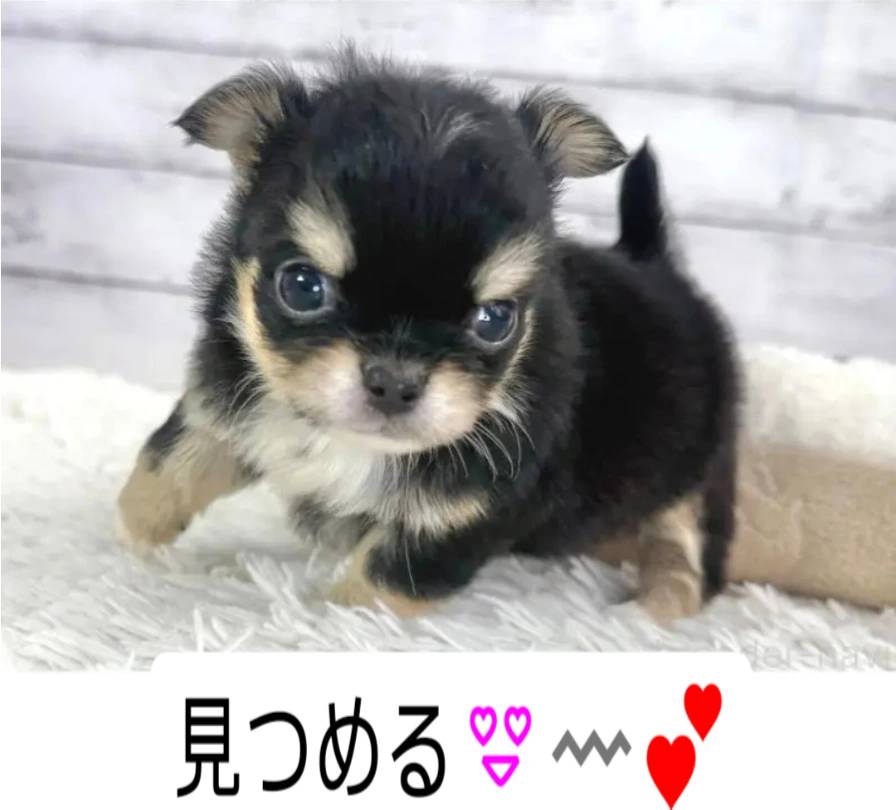 チワワ粒ちゃん