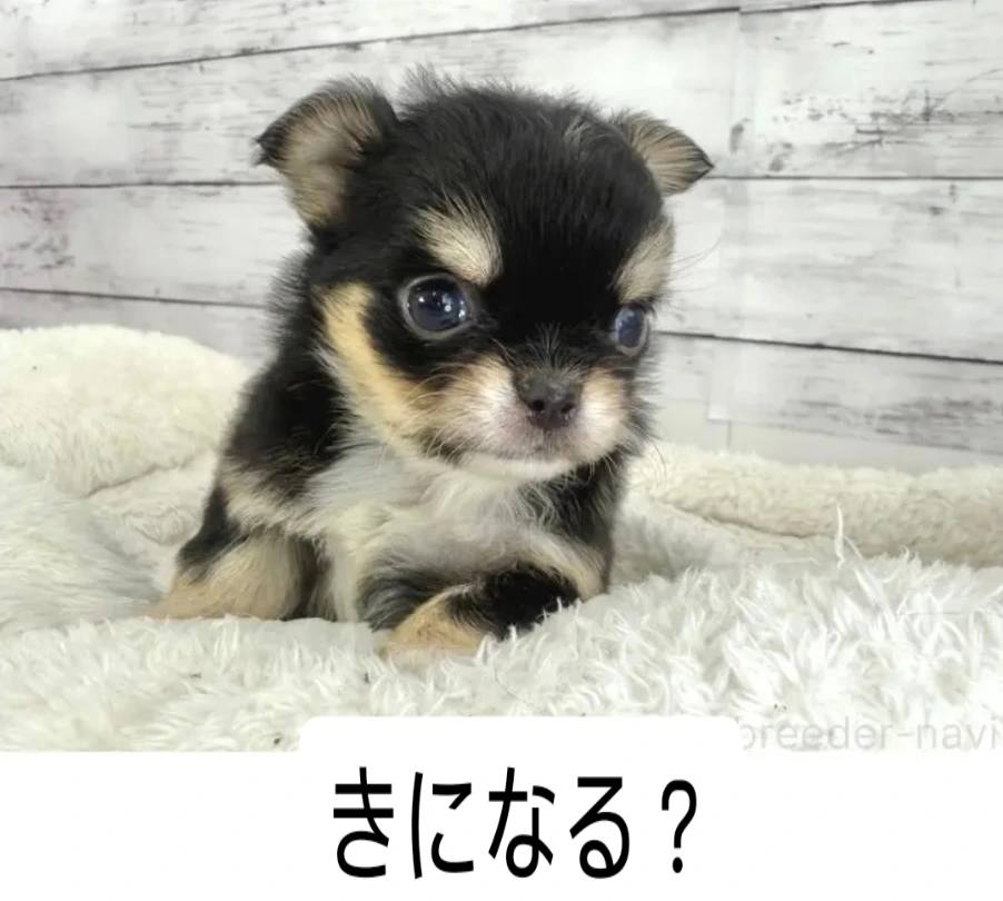 チワワ粒ちゃん