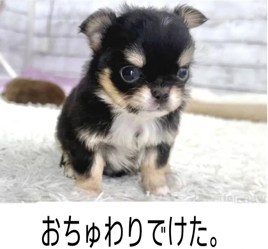 チワワ粒ちゃん