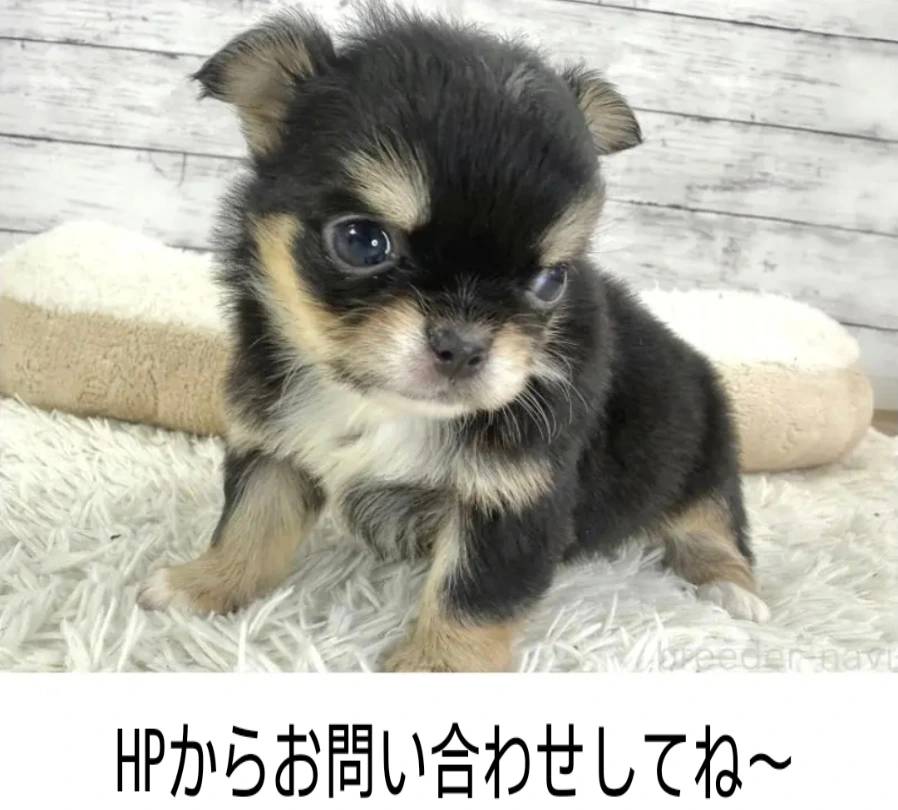 チワワ粒ちゃん