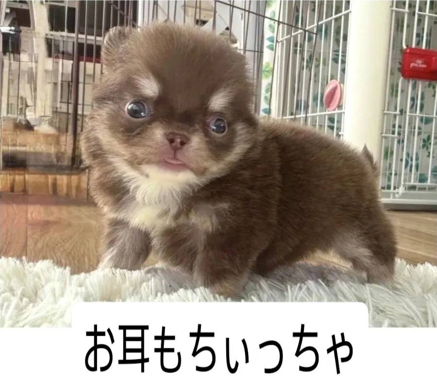 ちっちゃなチワワ