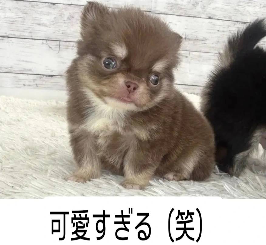 ちっちゃなチワワ