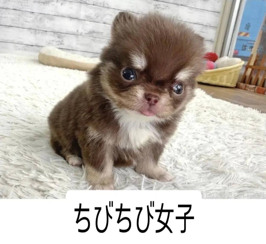 ちっちゃなチワワ