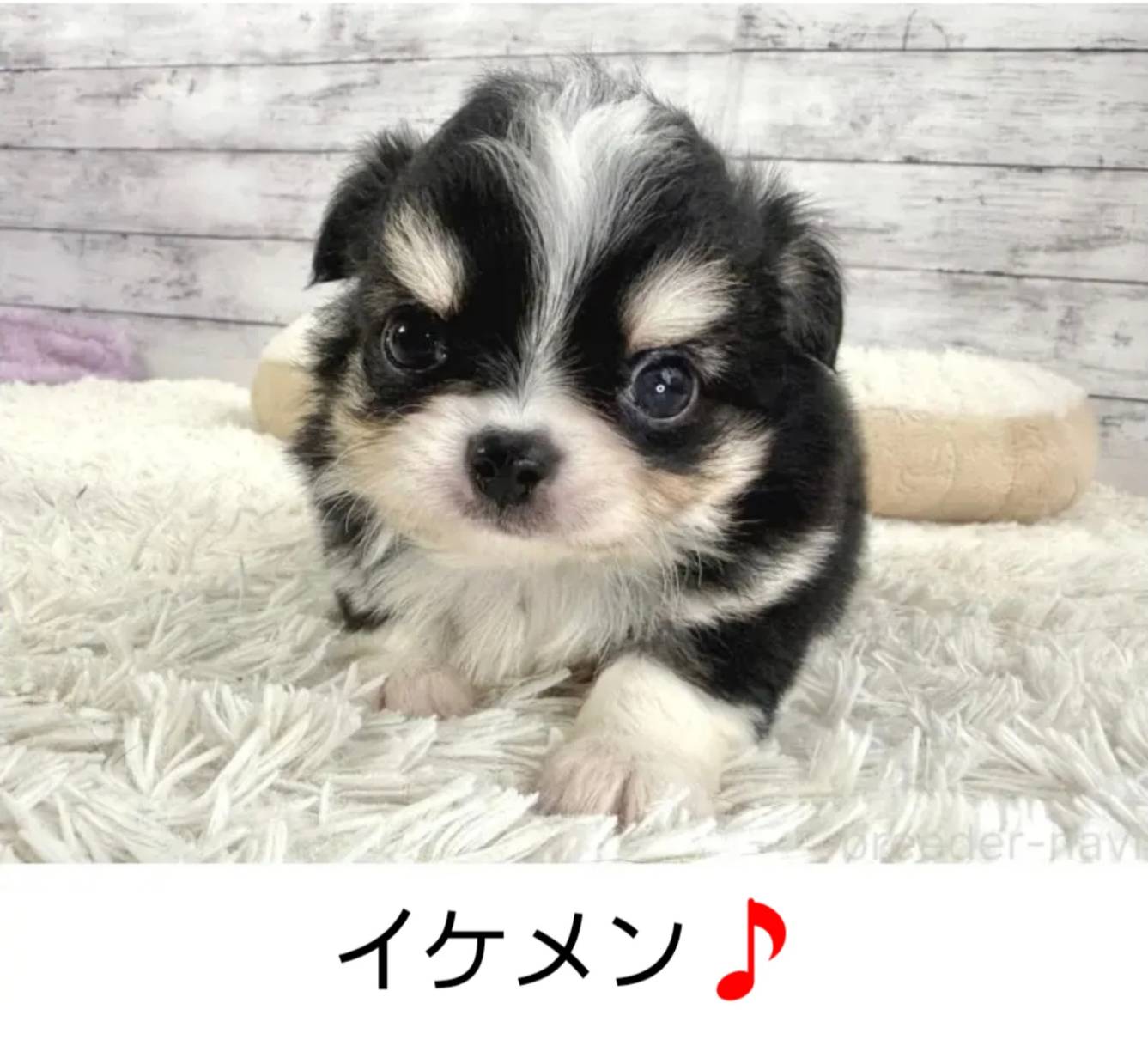 チワワのイケメンくん