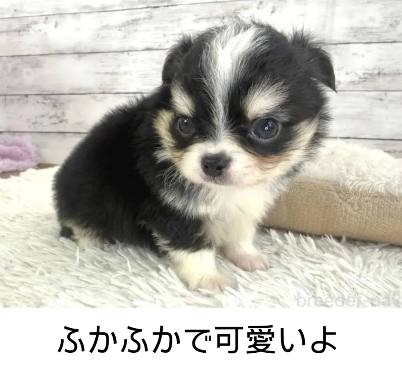 チワワのイケメンくん