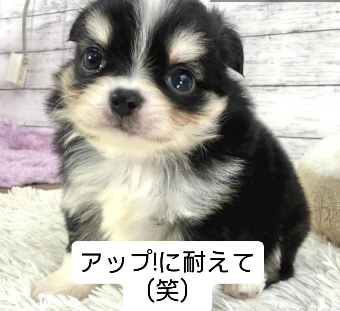 チワワのイケメンくん