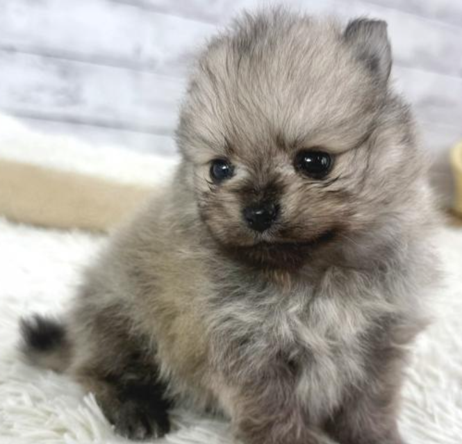 ４POM兄妹の小粒君