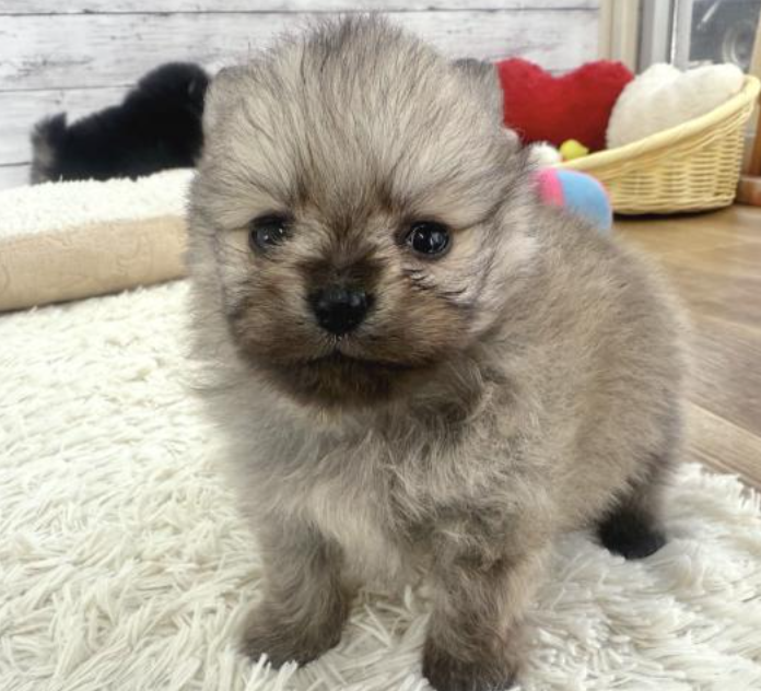 ４POM兄妹の小粒君