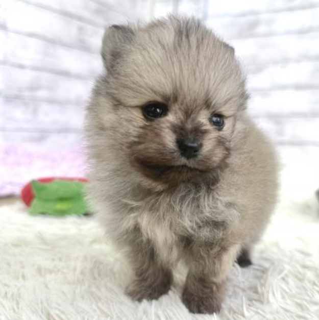 ４POM兄妹の小粒君