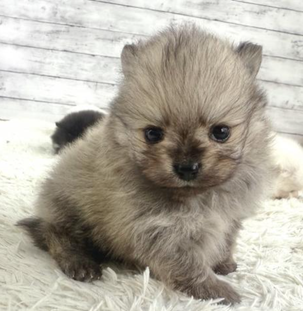 ４POM兄妹の小粒君