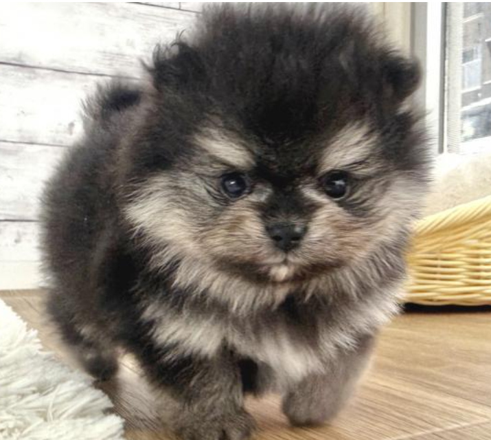 １/１４ブラックタンPOM