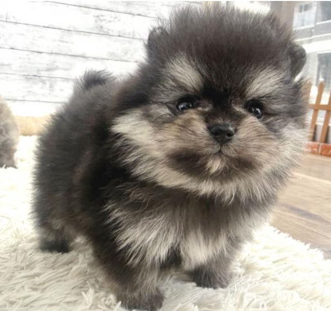 １/１４ブラックタンPOM