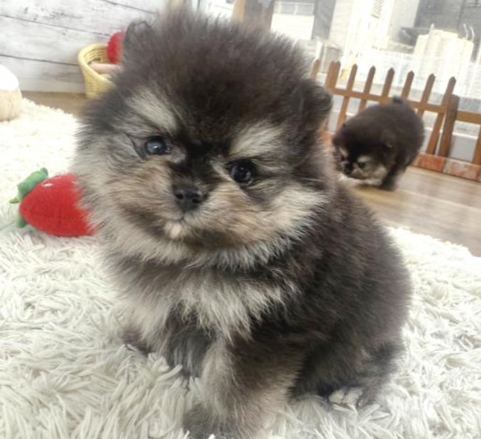 １/１４ブラックタンPOM