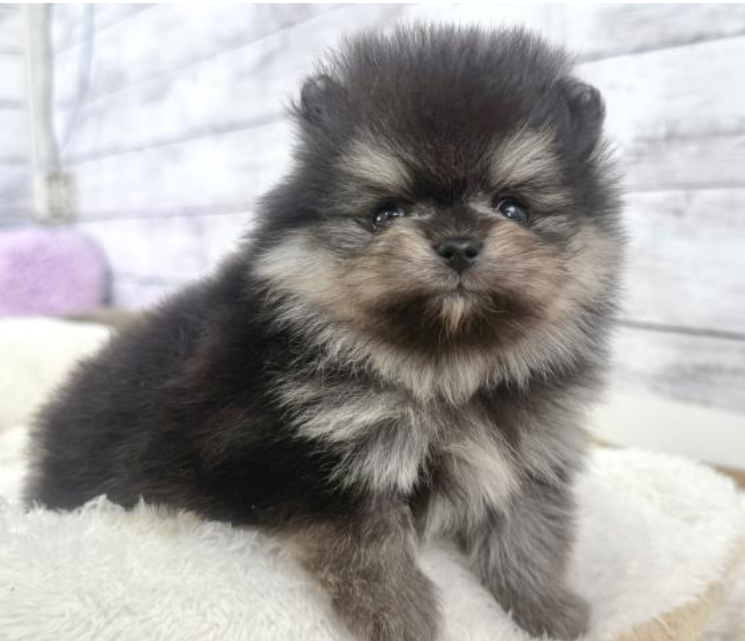 １/１４ブラックタンPOM