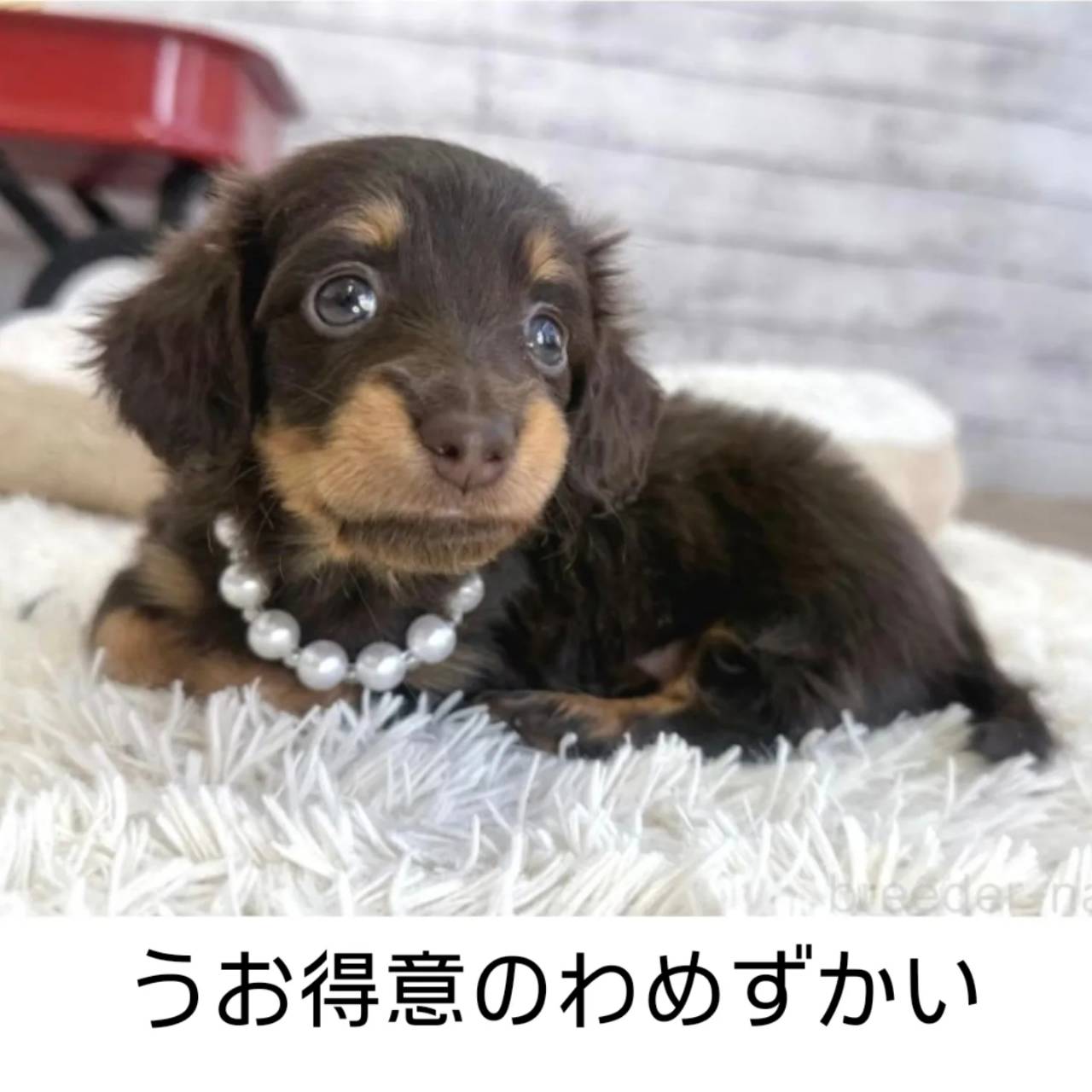 カニヘンダックスも女の子