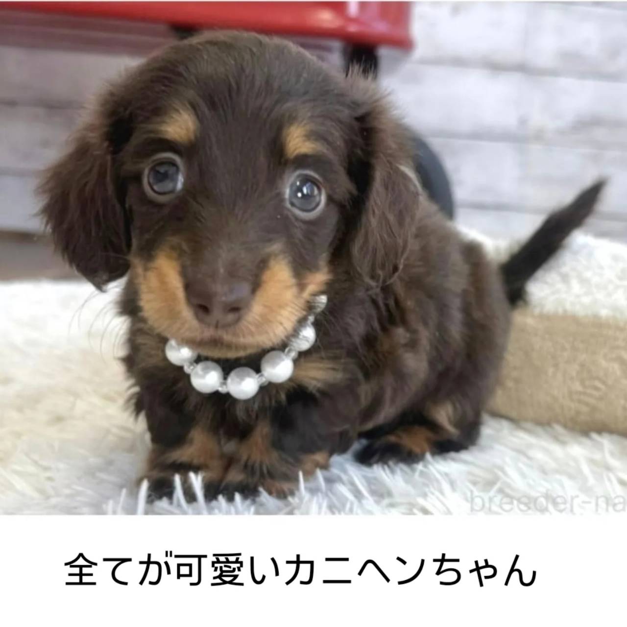 カニヘンダックスも女の子