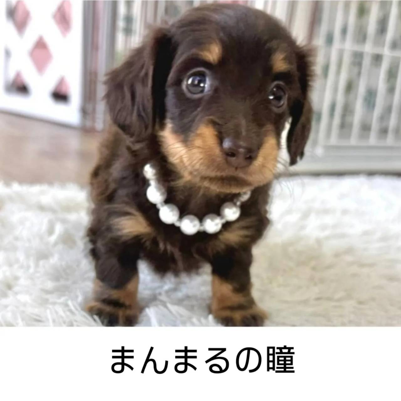 カニヘンダックスも女の子