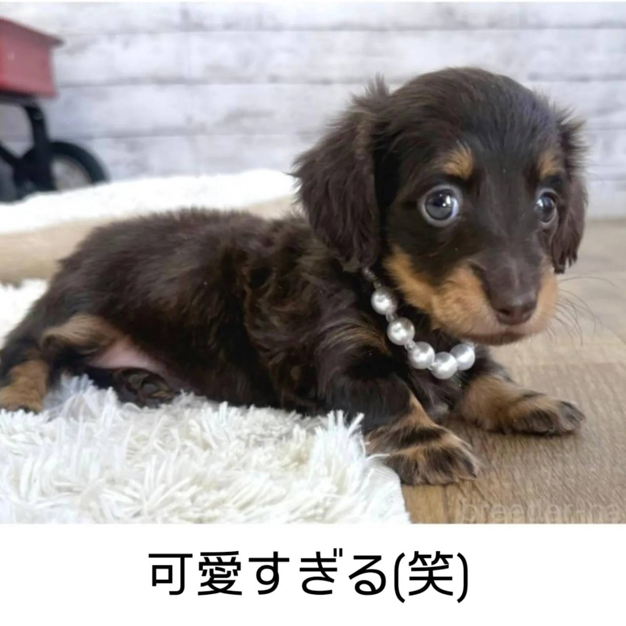 カニヘンダックスも女の子