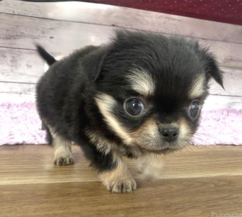 キュートなチワワの女の子