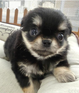 キュートなチワワの女の子