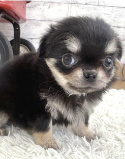 キュートなチワワの女の子