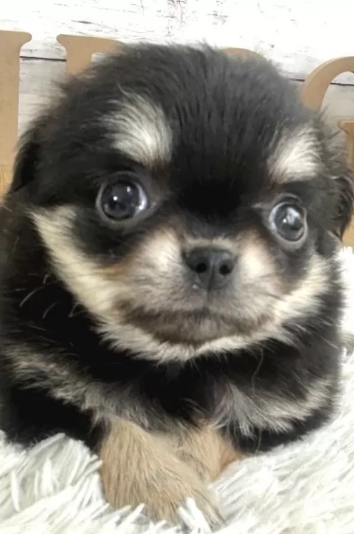 キュートなチワワの女の子