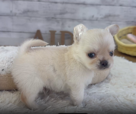 小さなチワワのぼく