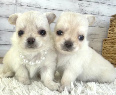 小さなチワワのぼく