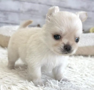 小さなチワワのぼく