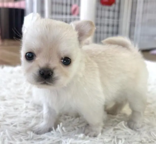 小さなチワワのぼく