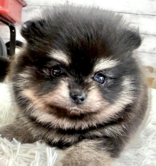 希少ＢＴポメラニアンの女の子