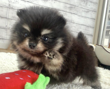 希少ＢＴポメラニアンの女の子