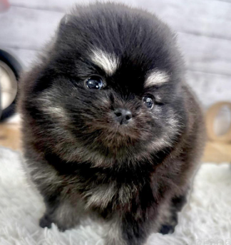 もこもこpomちゃん