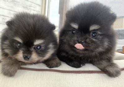 もこもこpomちゃん